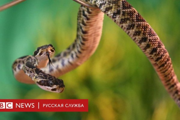 Ссылка кракен зеркало тор